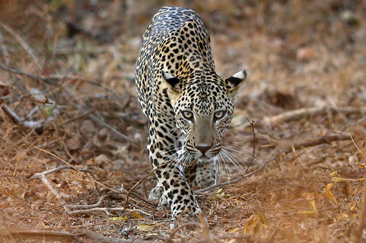 leopard9oct19.jpg